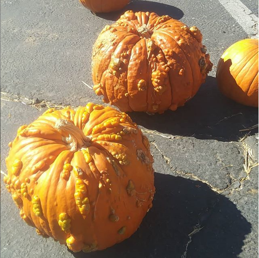 warted pumpkin