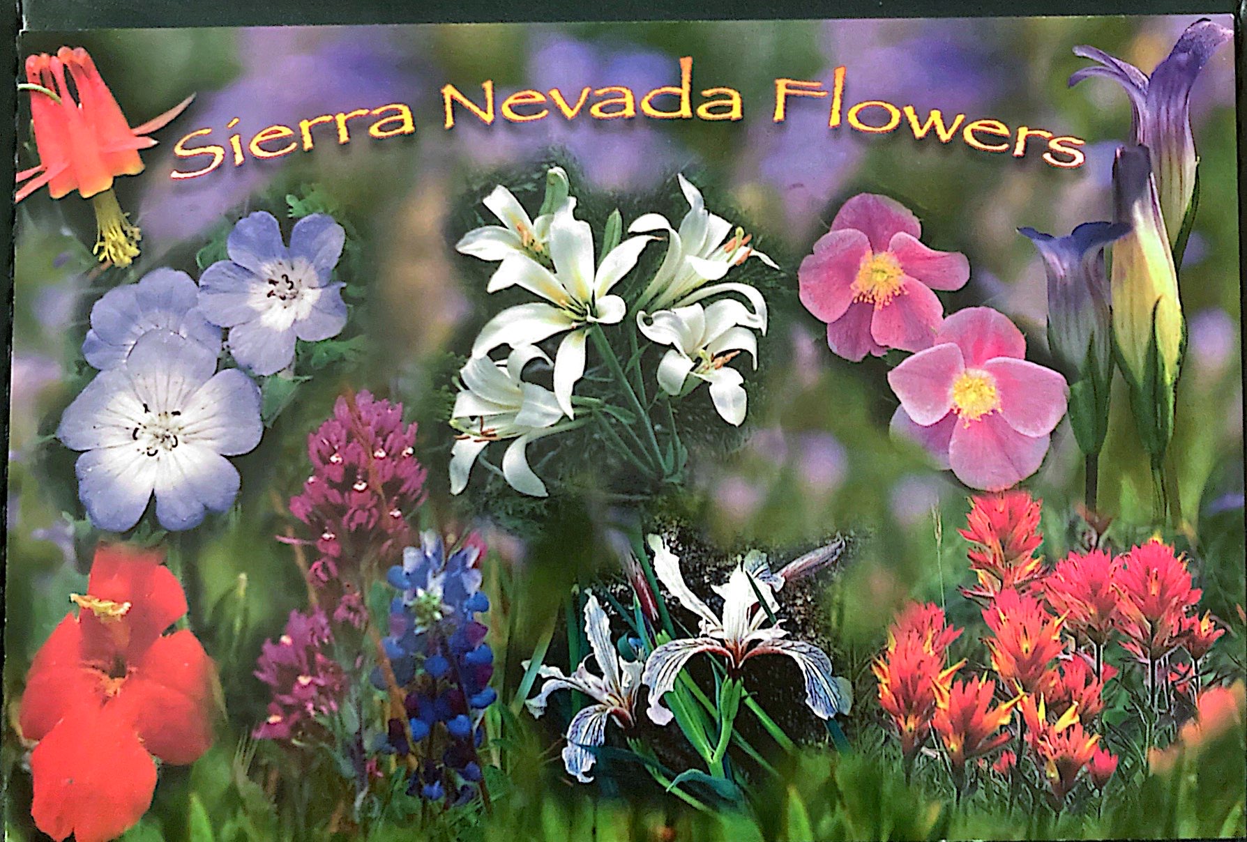 lovely flowers of the sierra nevada