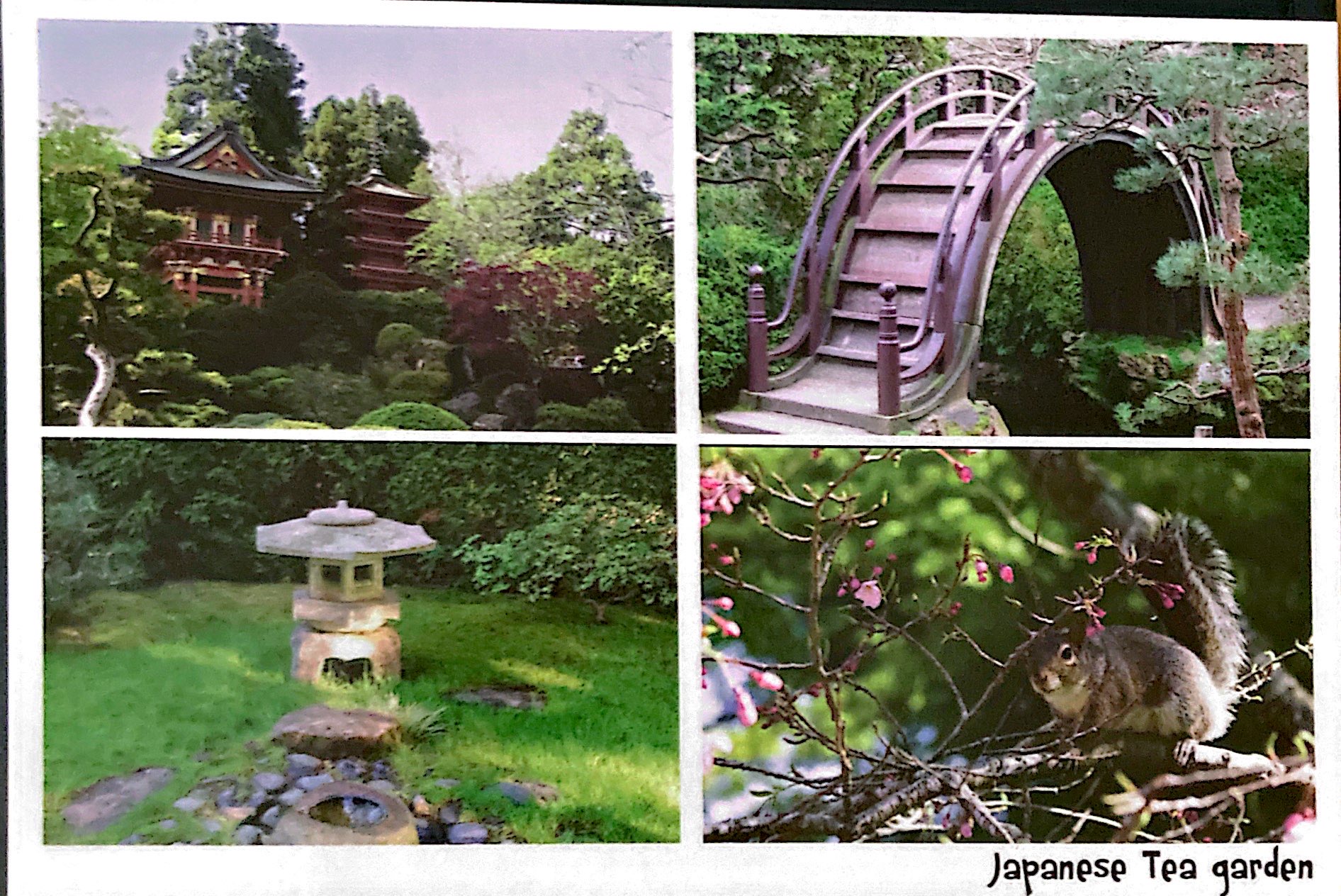 4 photos of the San Francsico tea garden, 1. The Pagoda 2. The Curly uncrossable bridge 3. A stone structure 4. A squirrel on a cherry blossom branch