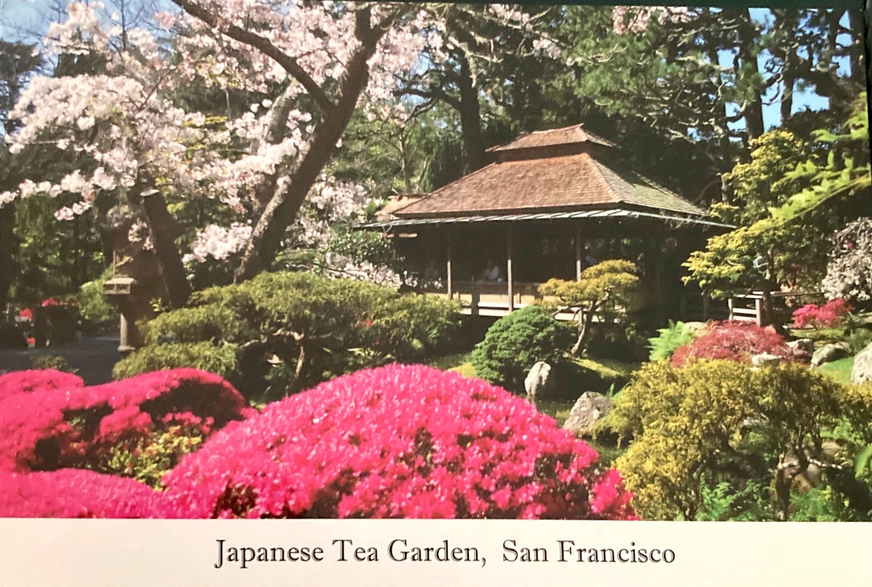 another view of the San Fracisco tea garden, with lots of flowers