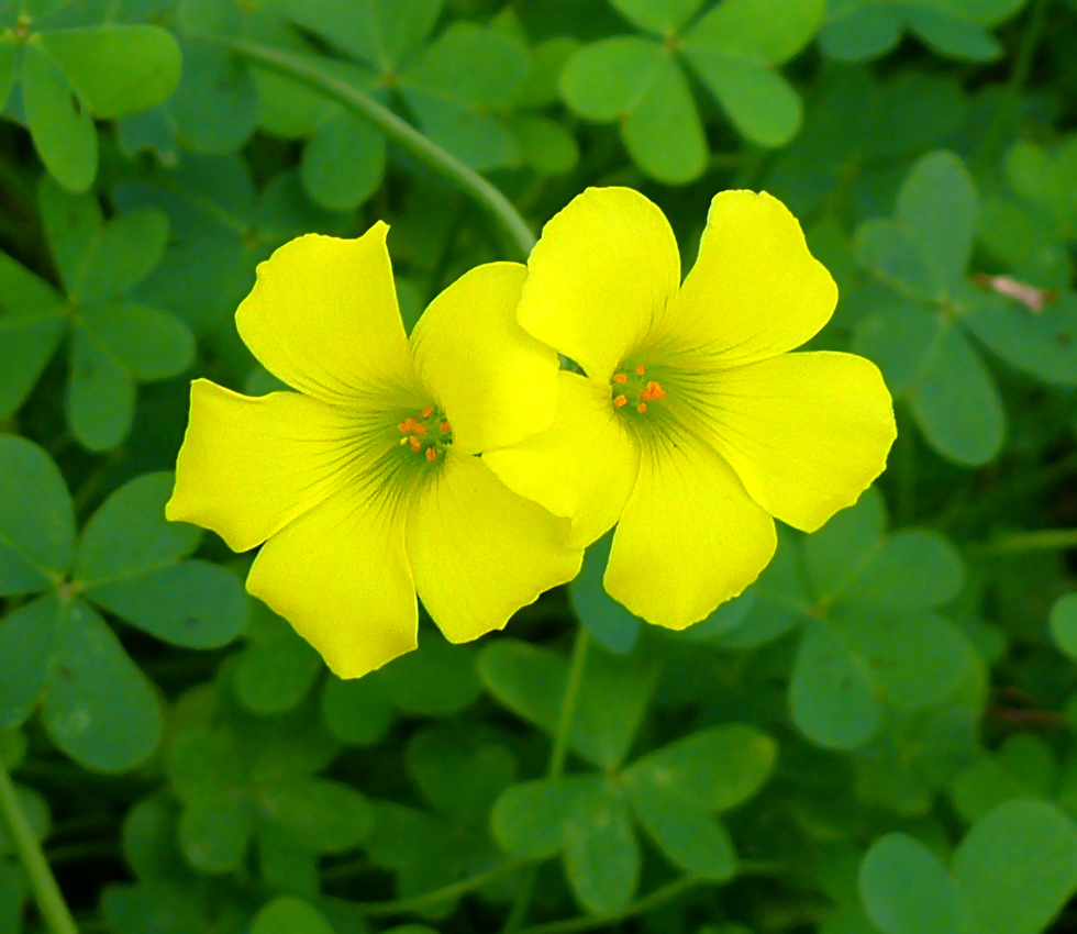 oxalis