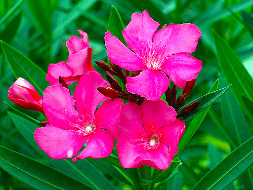 oleander