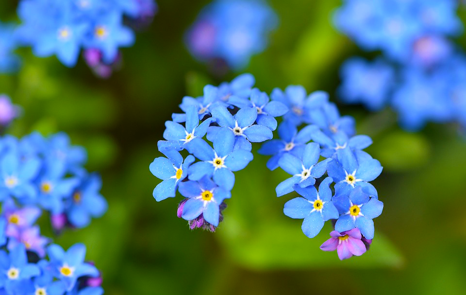 forget me not