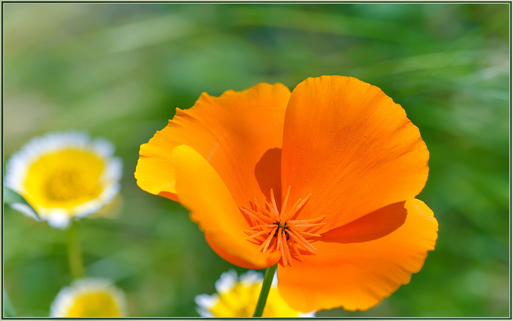 Golden poppy